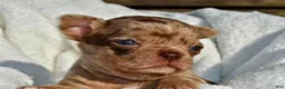 Chihuahua dogs for sale: Bella-Jean  - Ad 11
