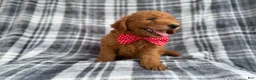 Mini Goldendoodle dogs for sale: Logan - Ad 7