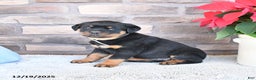 Rottweiler dogs for sale: Tiara - Ad 3