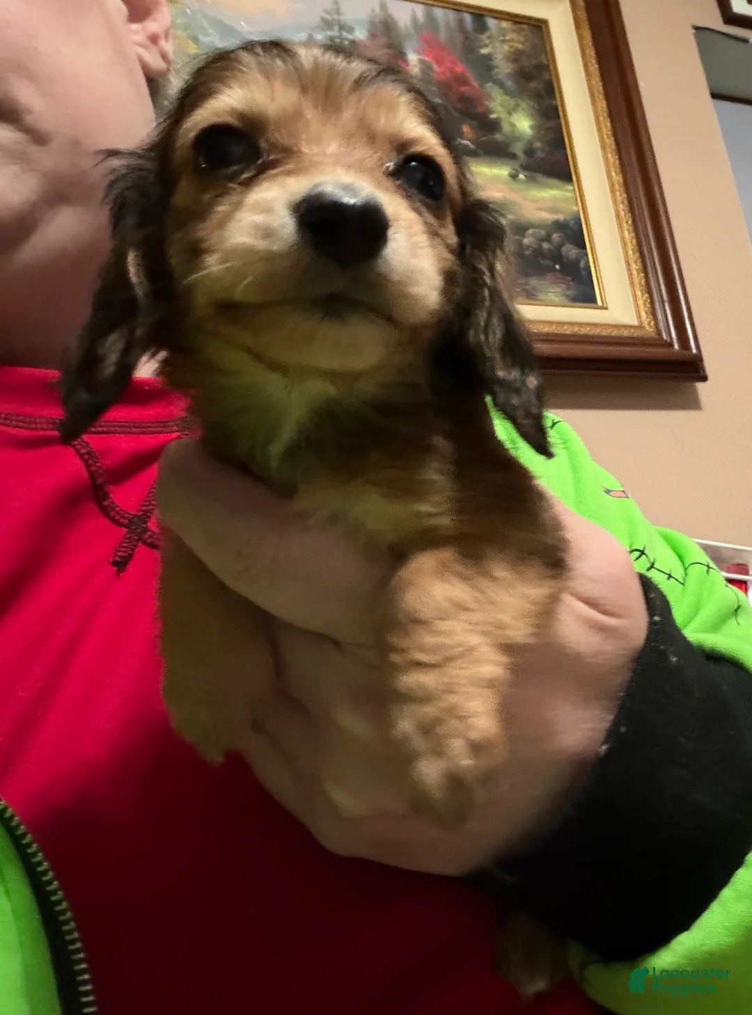 Miniature Dachshund dogs for sale: CReam  - Ad 35