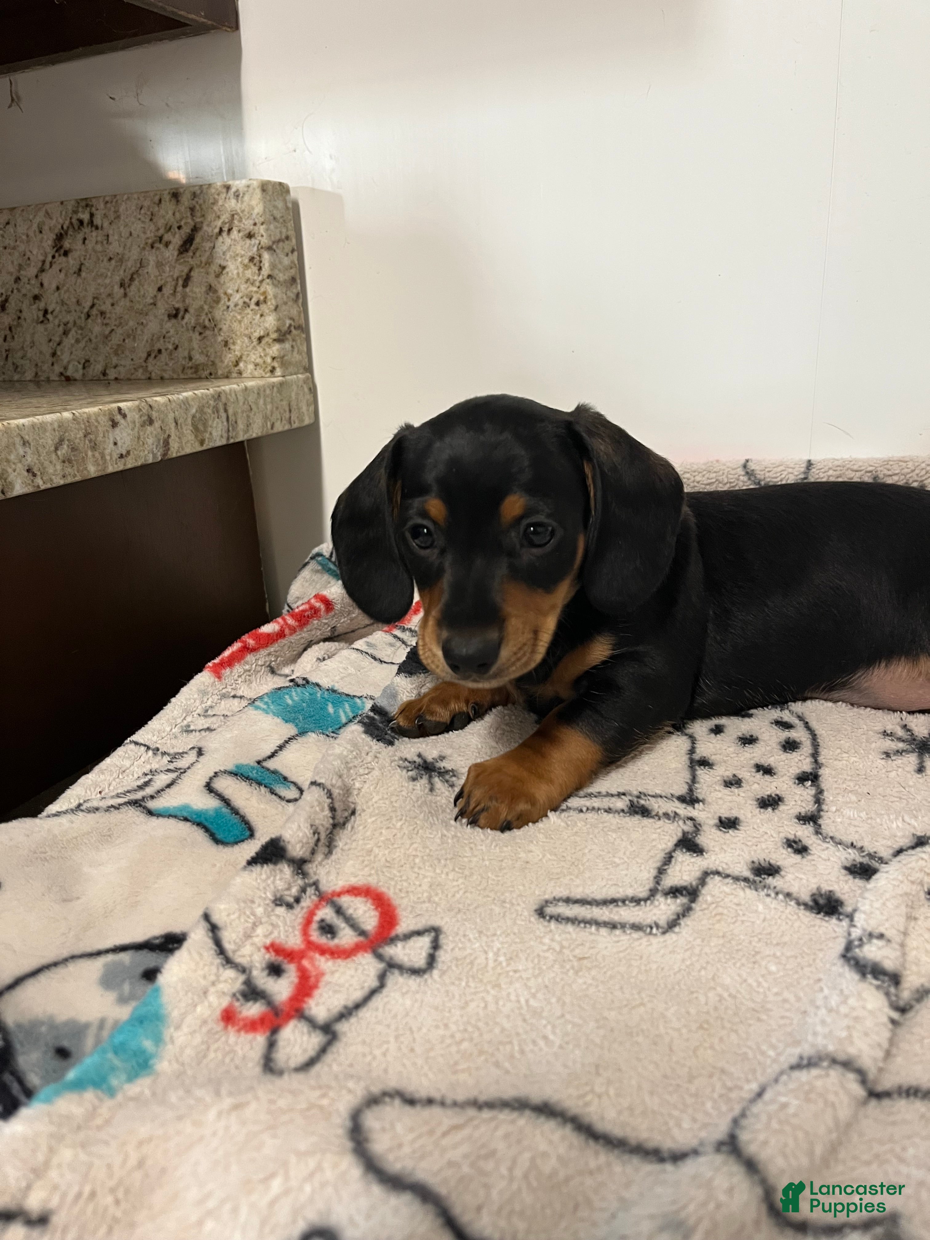 Miniature Dachshund dogs for sale: Miles - Ad 2