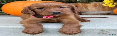 Sadie