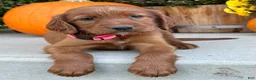 Irish Setter dogs for sale: Sadie - Ad 1