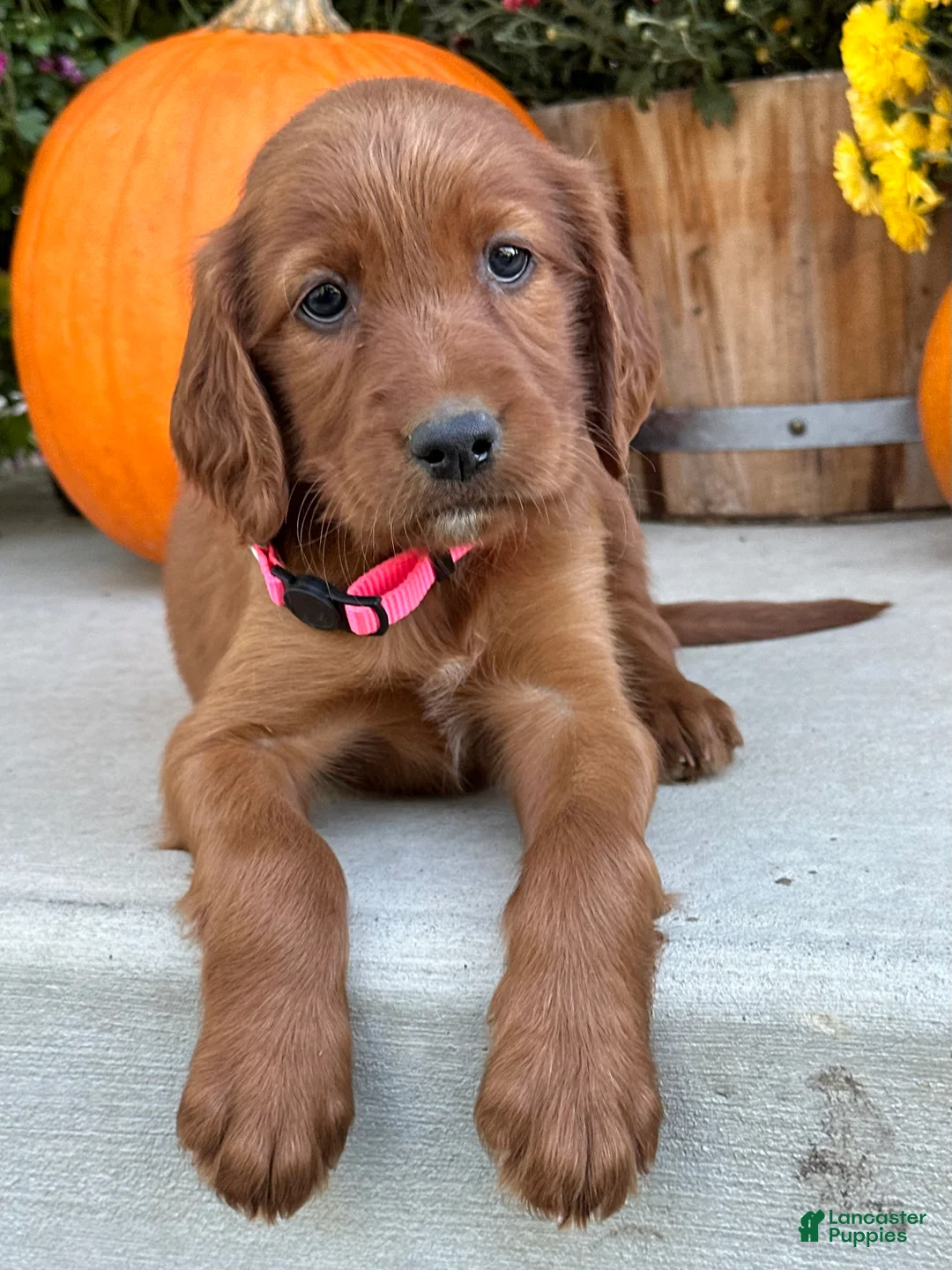 Irish Setter dogs for sale: Sadie - Ad 1