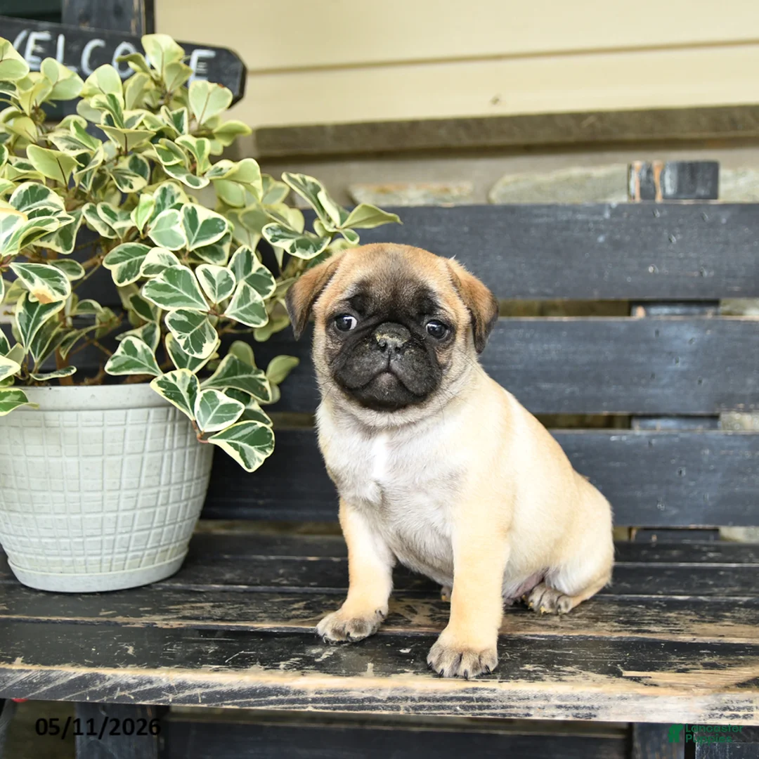 Pug dogs for sale: Rascal - Ad 2