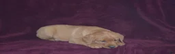 Labrador Retriever dogs for sale: Labrador Retriever Puppy 2 - Ad 5