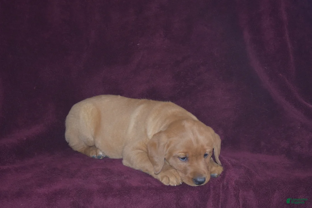 Labrador Retriever dogs for sale: Labrador Retriever Puppy 2 - Ad 5