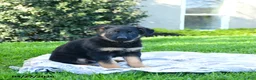German Shepherd dogs for sale: Luey - Ad 1