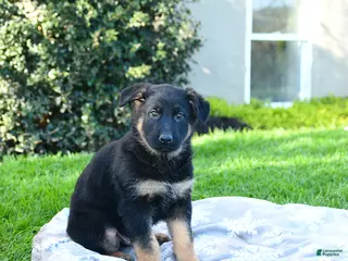 German Shepherd dogs for sale: Luey - Ad 1