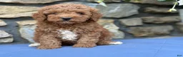 Miniature Poodle dogs for sale: Major - Ad 9