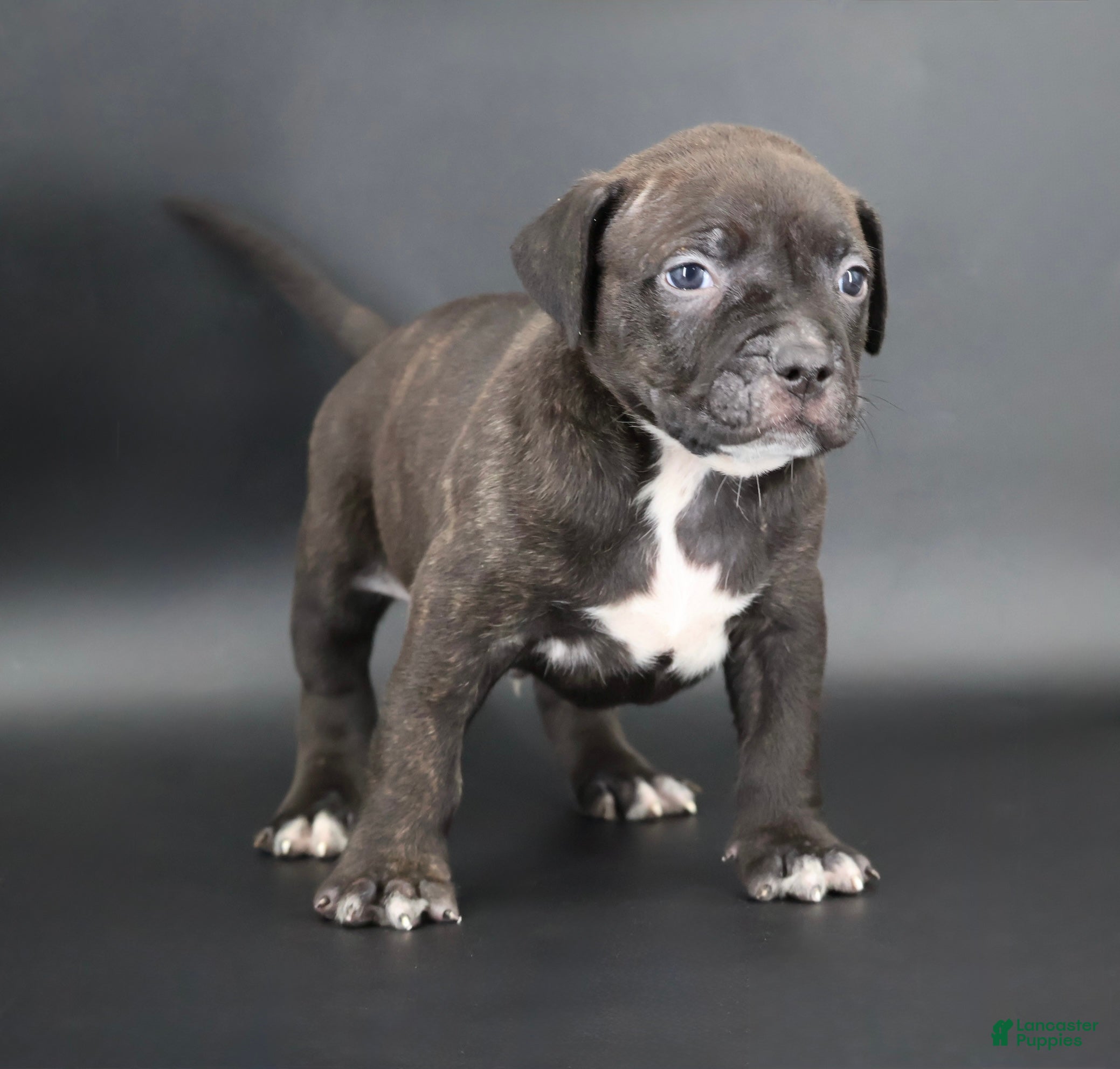American Bully dogs Osiris - XL - ABKC - Ad 1