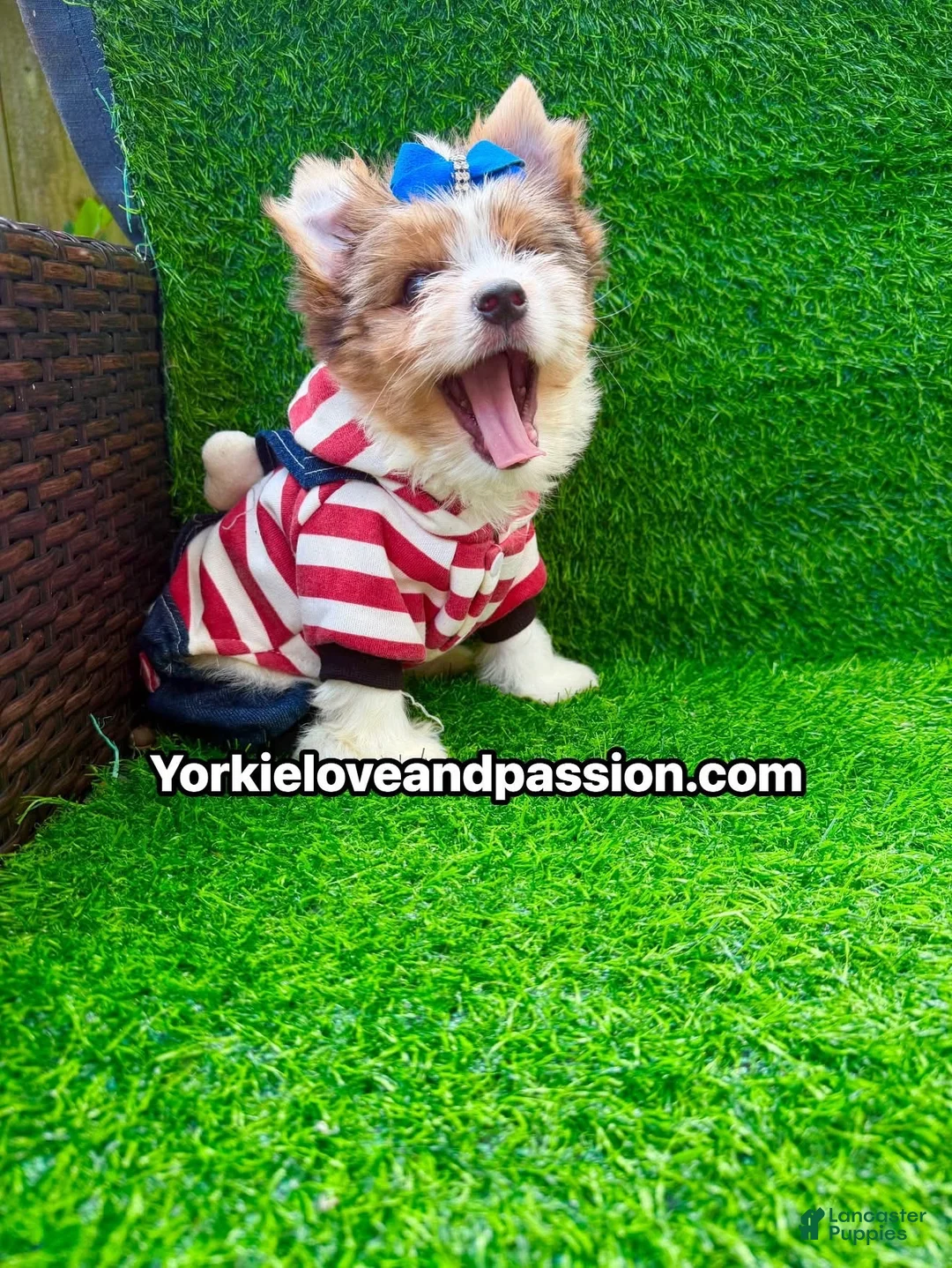 Yorkshire Terrier dogs for sale: Parti Merle male  - Ad 1