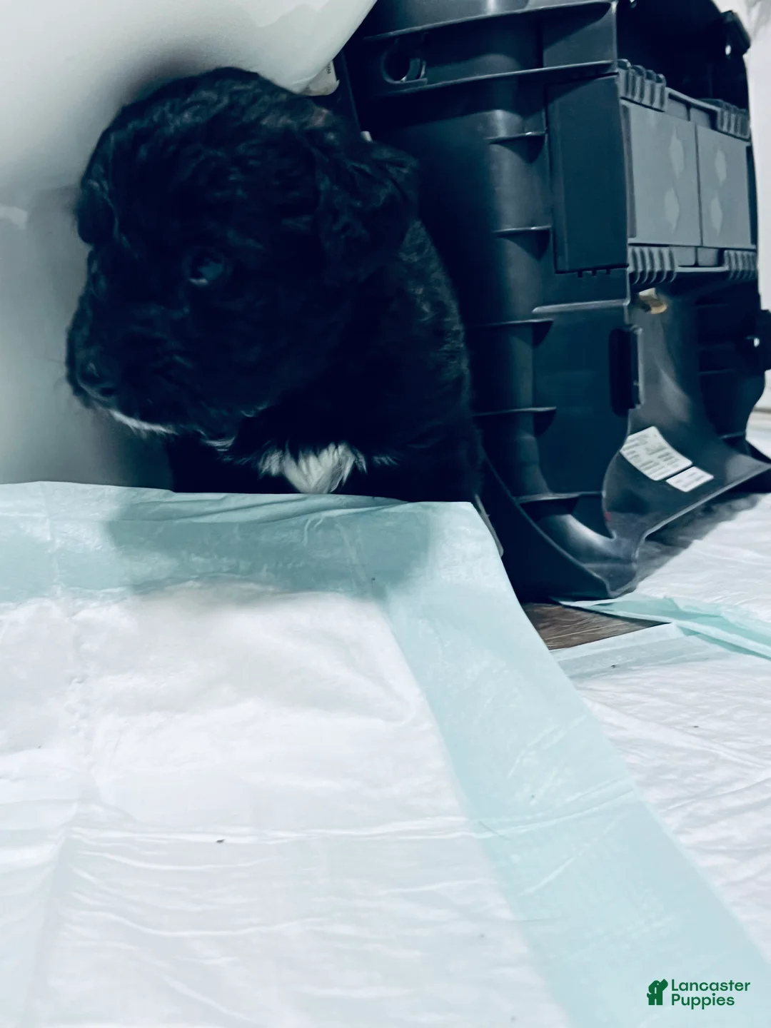 Mixed Breed dogs for sale: Henry - Ad 5