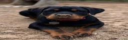 Rottweiler dogs for sale: Rottweiler 1 - Ad 10