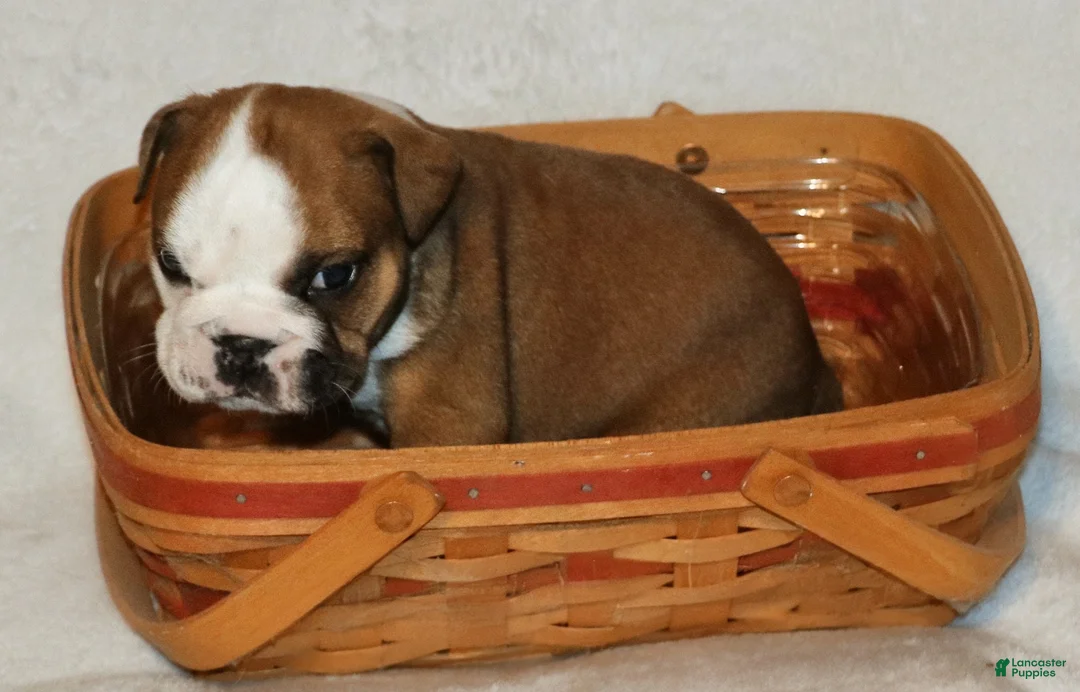 English Bulldog dogs for sale: English Bulldog Puppy 1 - Ad 2