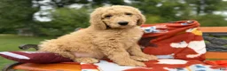 Labradoodle dogs for sale: Zippy (Boy) - Ad 3
