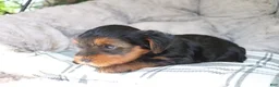 Yorkshire Terrier dogs for sale: Mia  - Ad 7