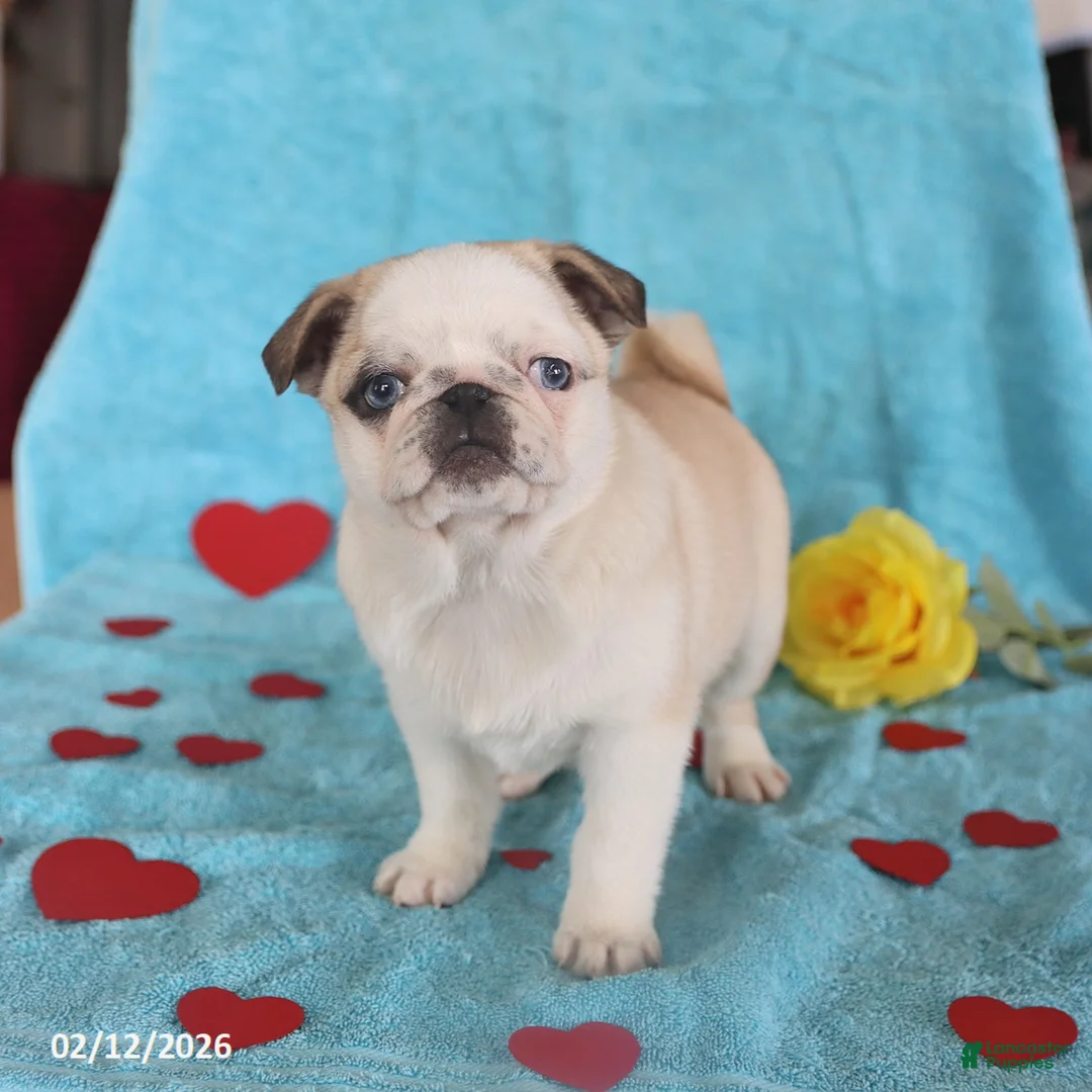 Pug dogs for sale: Giny - Ad 5