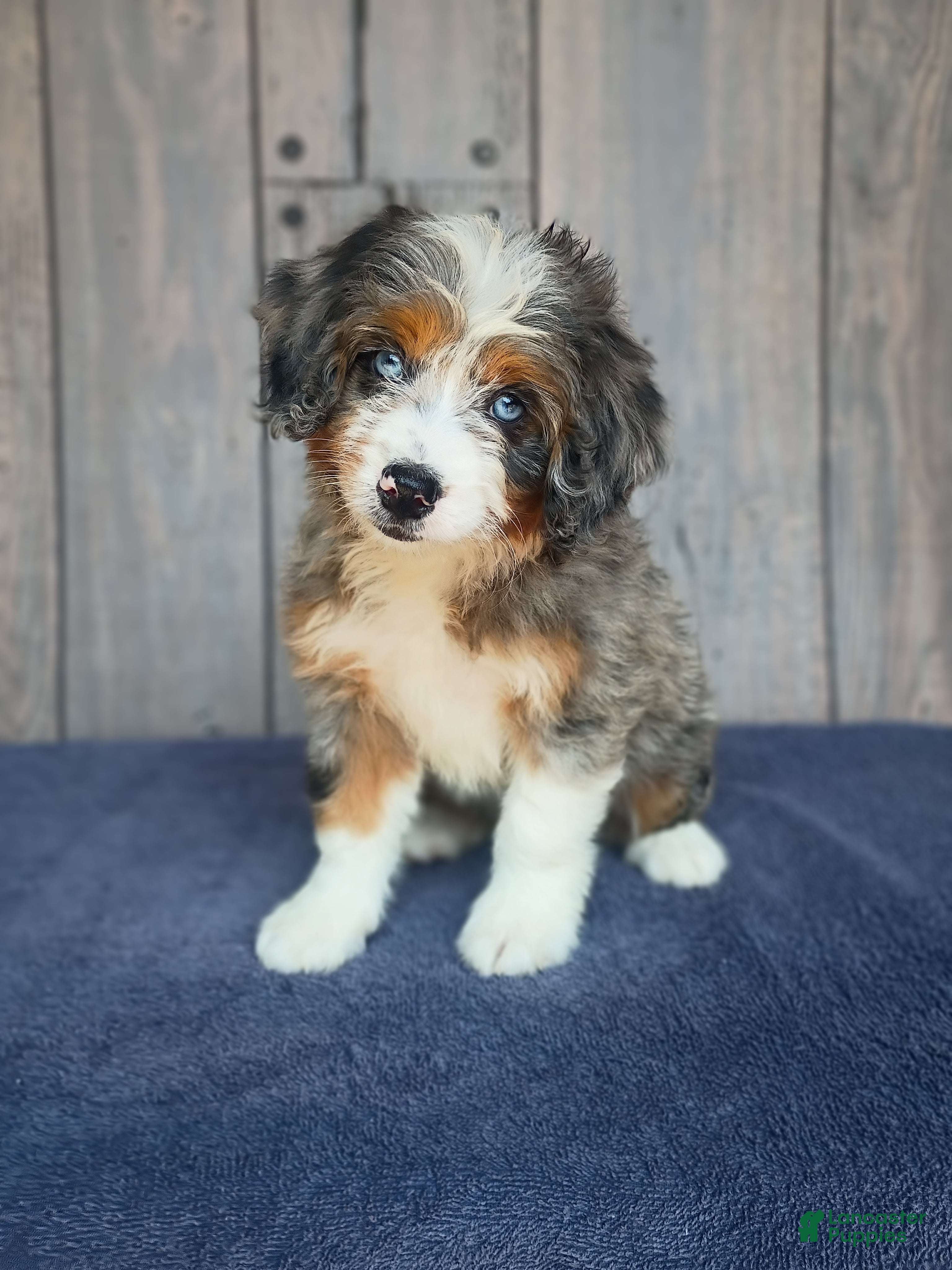 Mini Bernedoodle dogs Luna - Ad 1