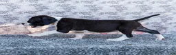 Great Dane dogs for sale: Faye - Ad 3