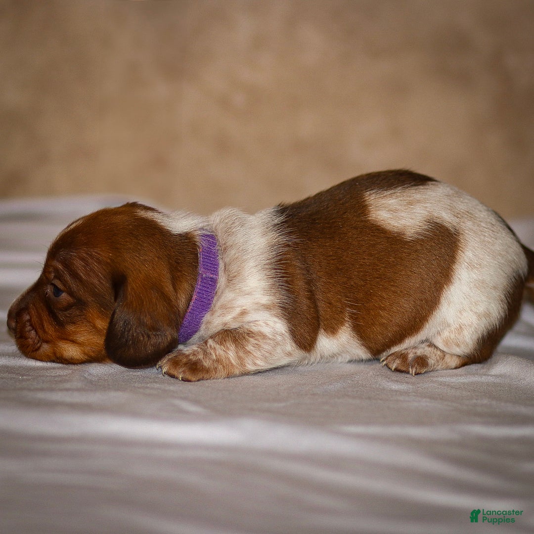 Dachshund dogs for sale: Heidi - Ad 11