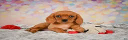 Beaglier dogs for sale: Brianna - Ad 14