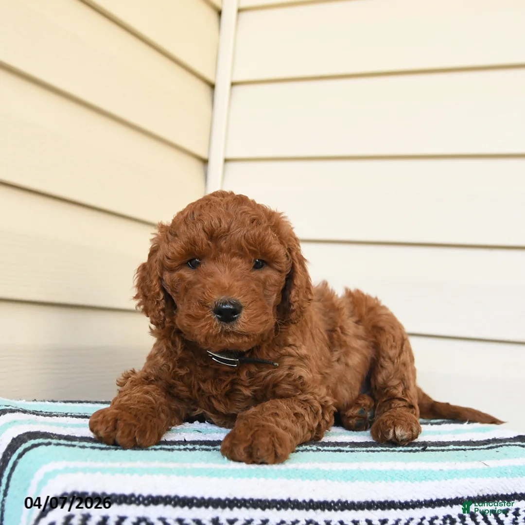 Goldendoodle dogs for sale: Edwin - Ad 1