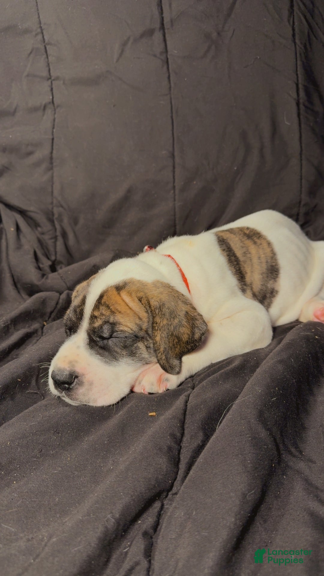 Great Dane dogs for sale: Howard - Ad 5