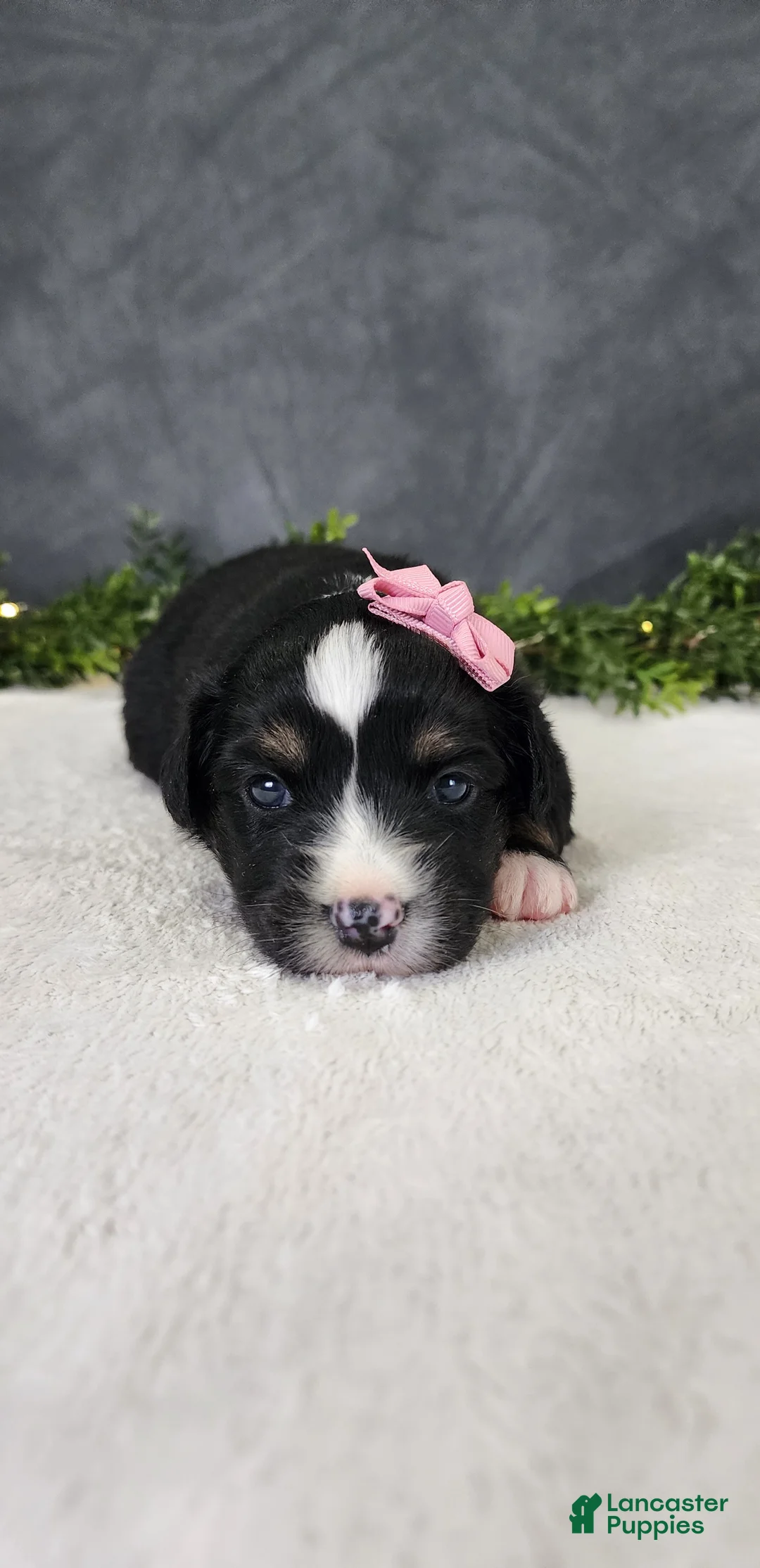 Miniature Australian Shepherd dogs for sale: Grace - Ad 5