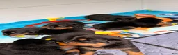 Rottweiler dogs for sale: Rottweiler Puppy 6 - Ad 4
