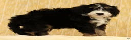 Mini Bernedoodle dogs for sale: Ranger - Ad 3