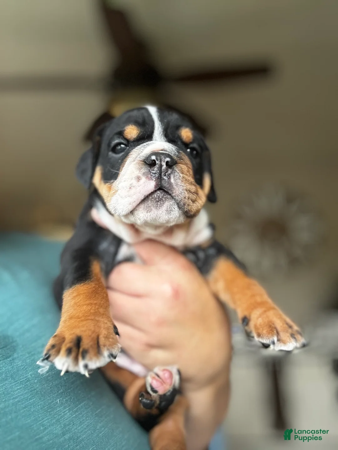 English Bulldog dogs for sale: Hank - Ad 2