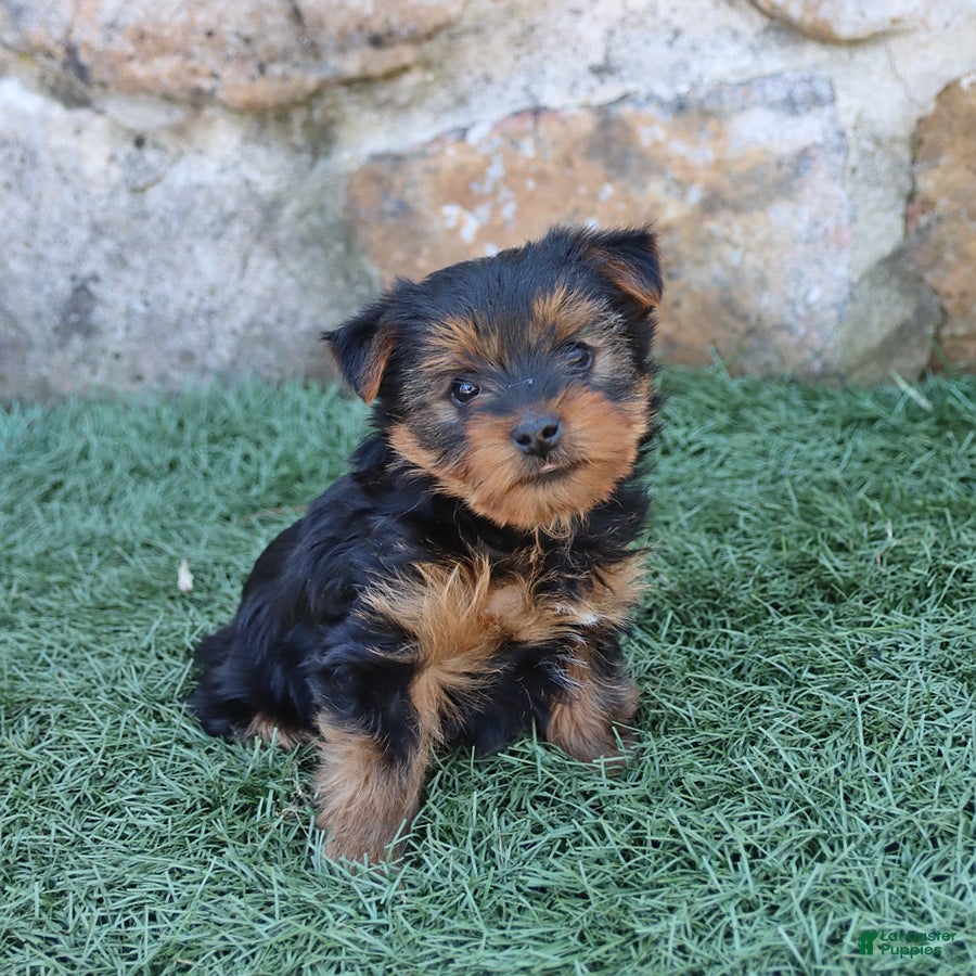 Yorkshire Terrier dogs Ava  - Ad 2