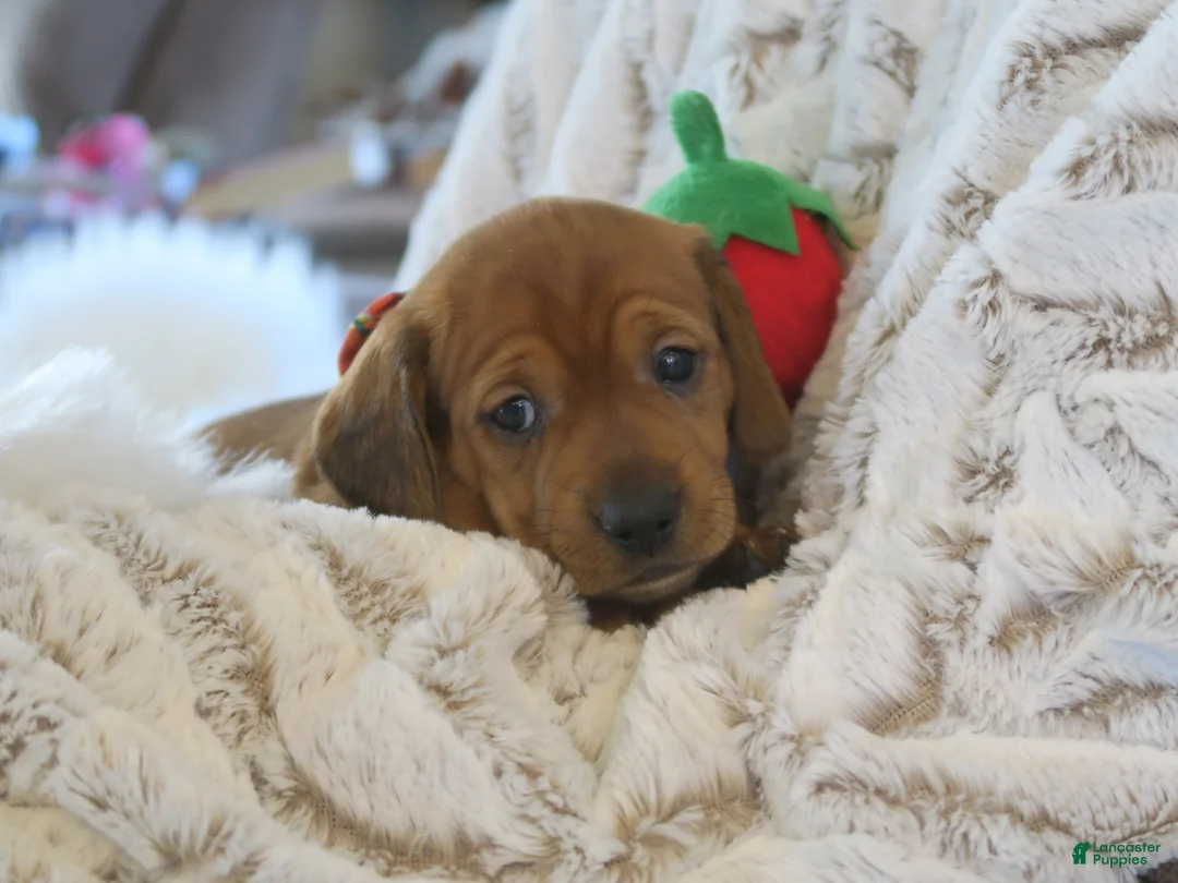 Dachshund dogs for sale: Finn - Ad 6