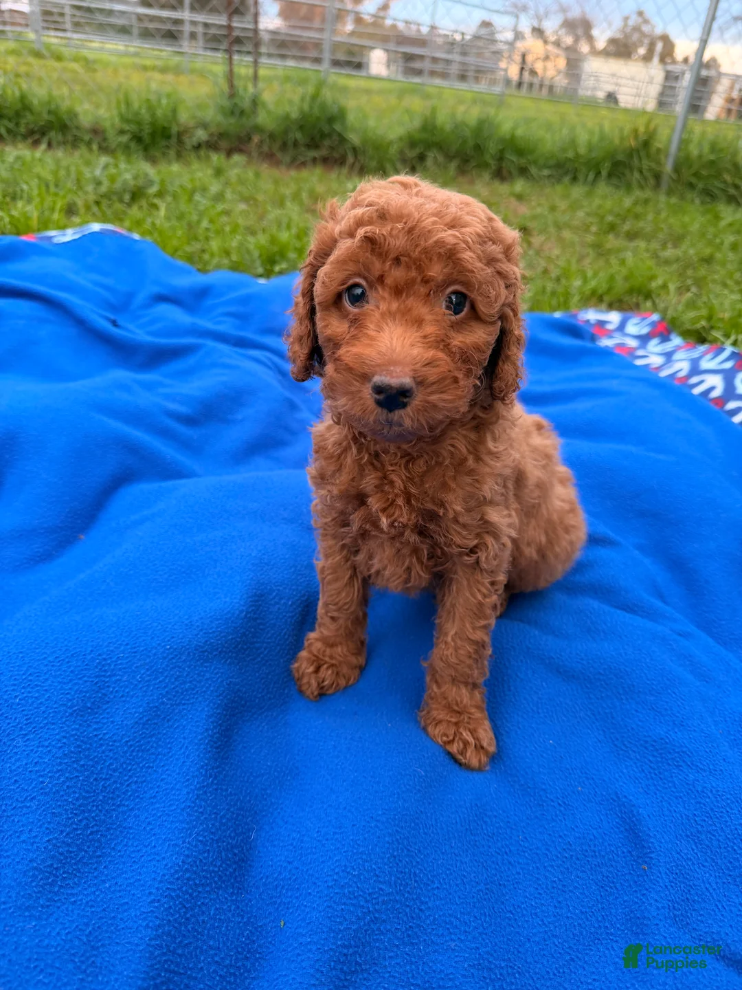 Mini Goldendoodle dogs for sale: Dasher - Ad 7