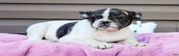 French Bulldog dogs for sale: Key Lemon - Ad 1