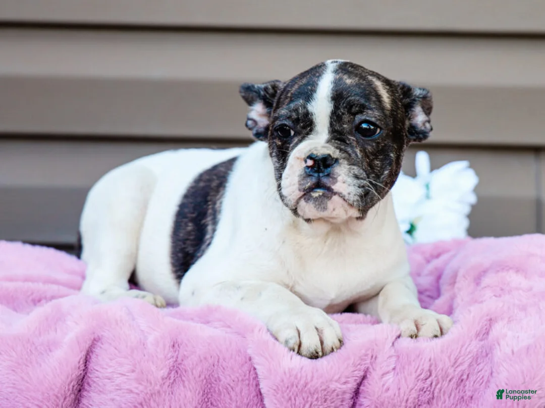 French Bulldog dogs for sale: Key Lemon - Ad 1