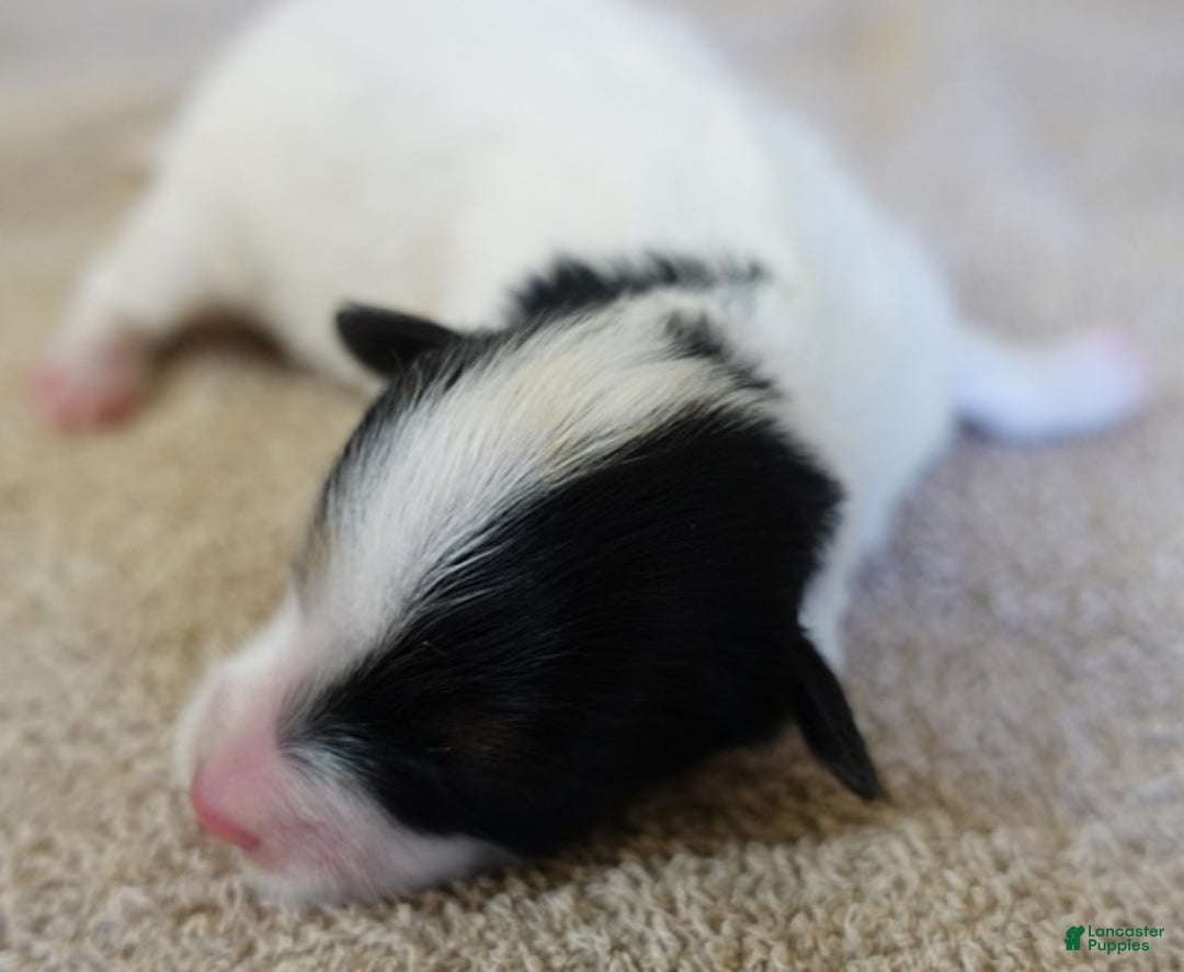 Yorkshire Terrier dogs for sale: Xena exotic parti - Ad 4