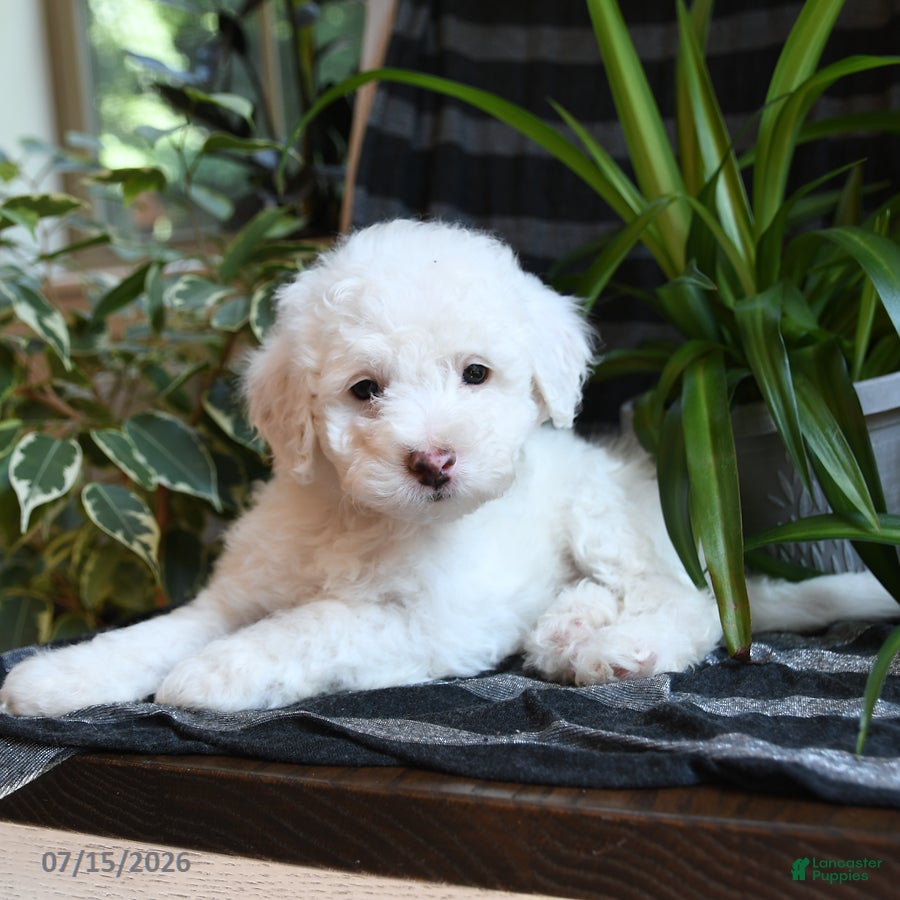 Bichpoo dogs Buddy - Ad 2
