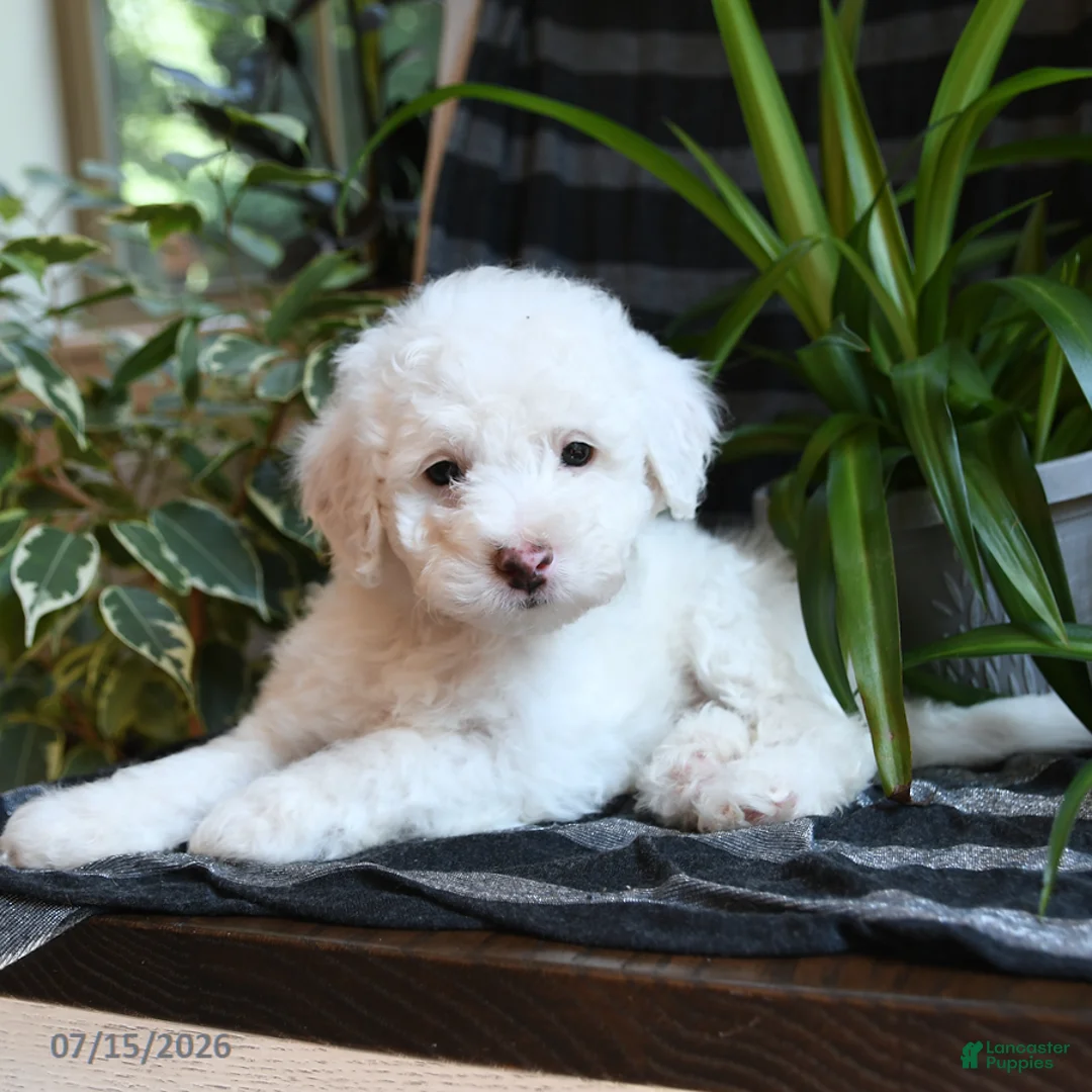 Bichpoo dogs for sale: Buddy - Ad 2
