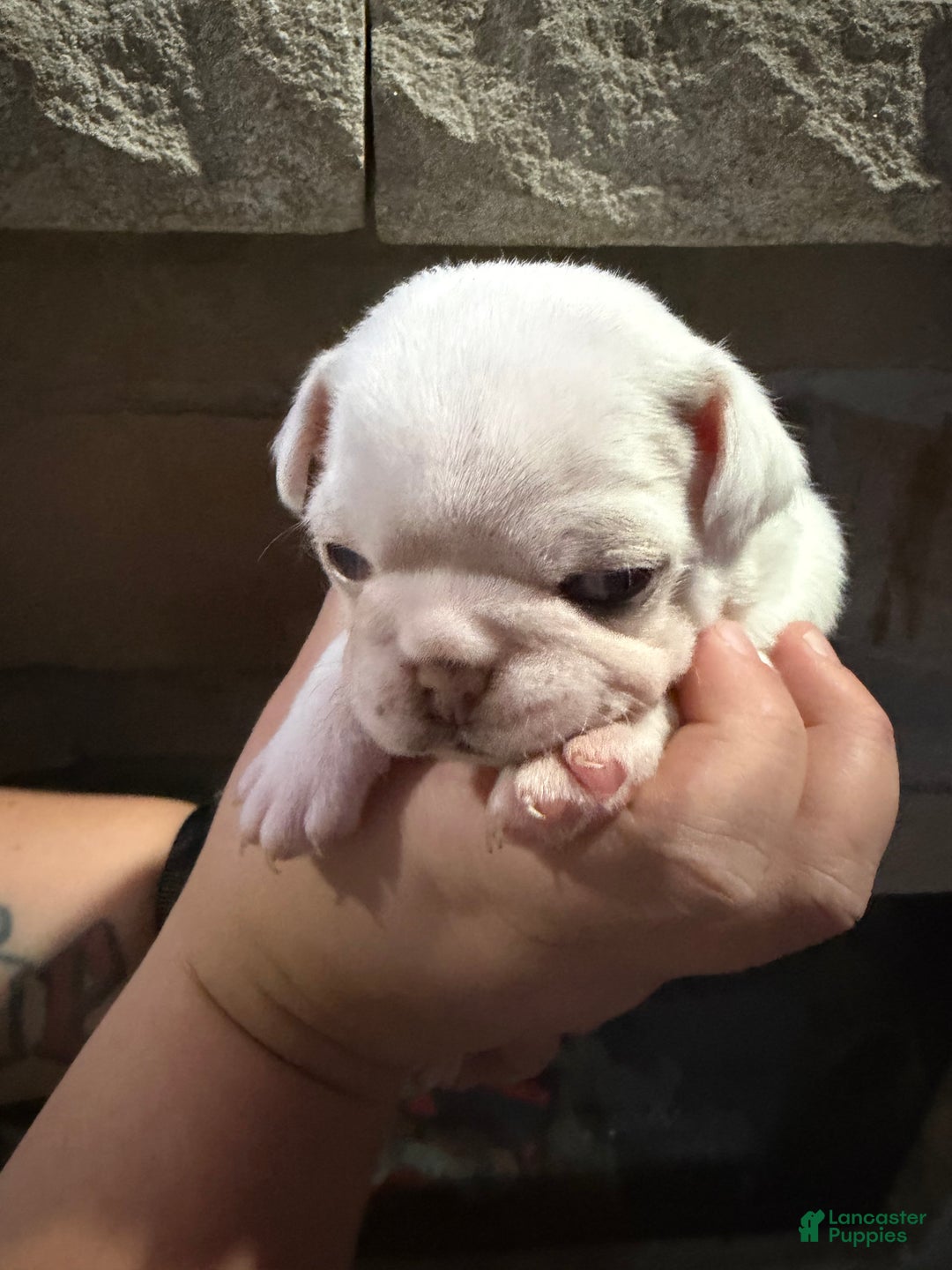 Pug dogs for sale: Spot  - Ad 2