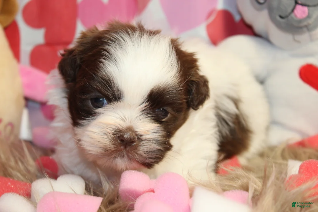 Shih Tzu dogs for sale: CUTIE - Ad 3
