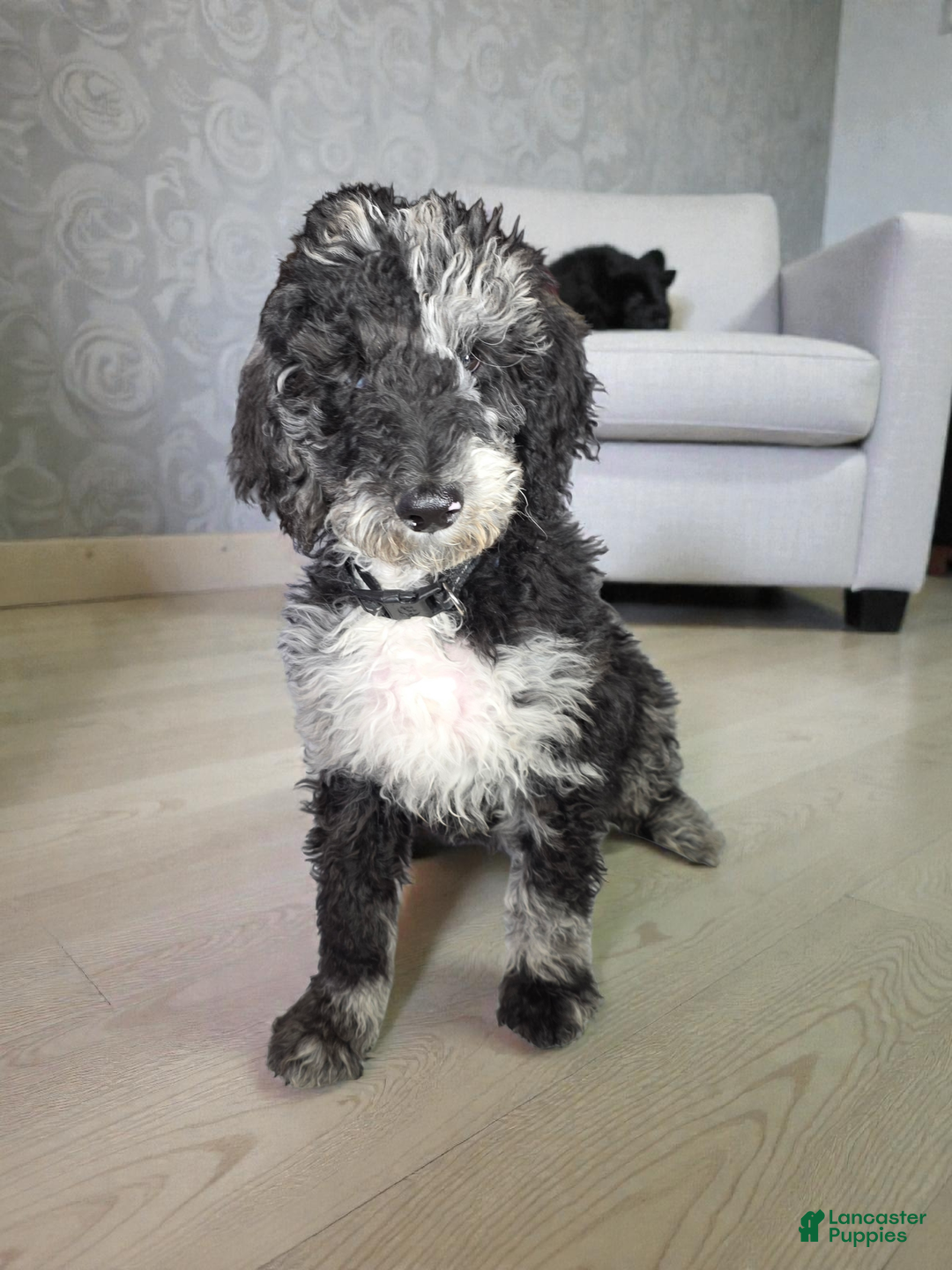 Standard Poodle dogs for sale: Ruger  - Ad 3