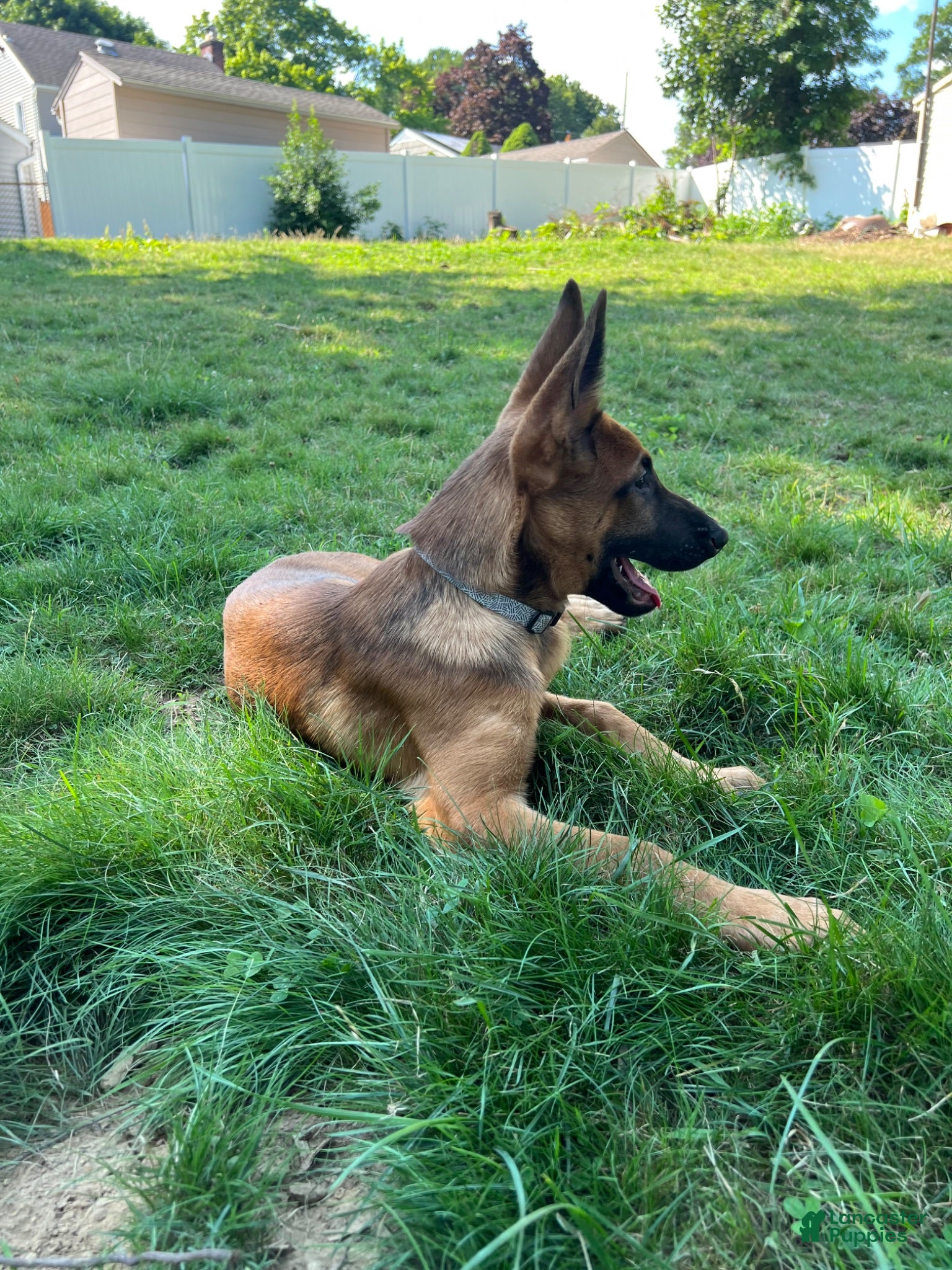 Belgian Malinois dogs Belgian Malinois 7 - Ad 11
