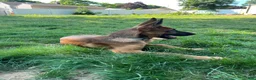 Belgian Malinois dogs for sale: Belgian Malinois 7 - Ad 1