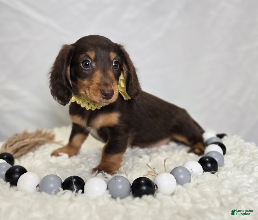 Miniature Dachshund dogs for sale: Tulip - Ad 8