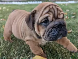 English Bulldog dogs GLORILLA - BIG ROPE FRENCHI QUEEN IN LA CA - USA DELIVERY - Ad 24