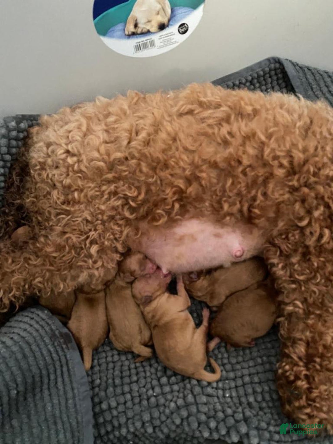 Miniature Poodle dogs for sale: Miniature Poodle Puppy 1 - Ad 4