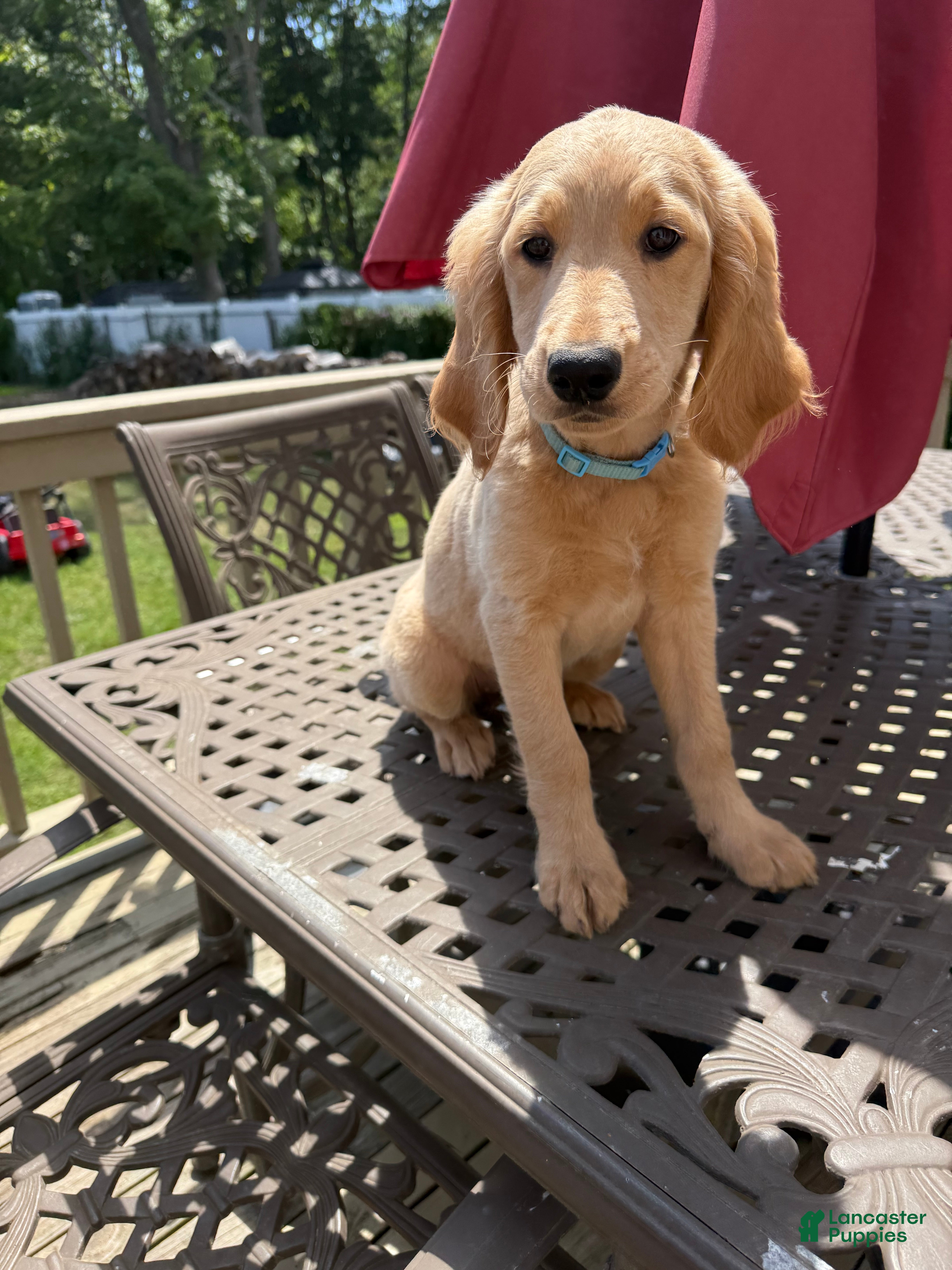 Goldendoodle dogs Hannah - Ad 2