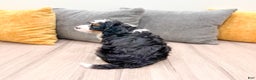 Mini Bernedoodle dogs for sale: Katie - Ad 6